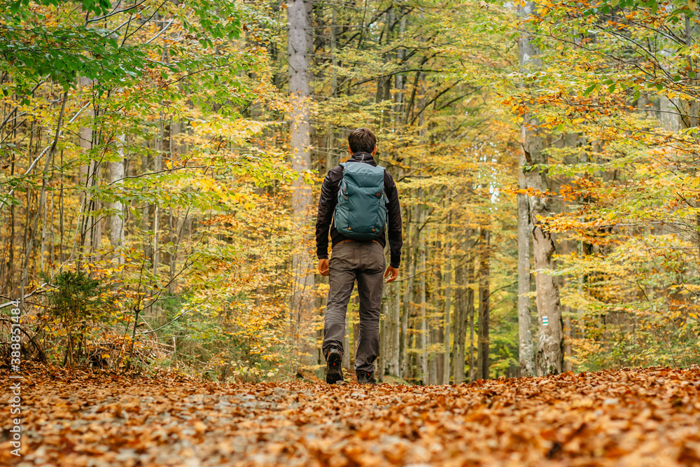 Lonely man walking in a forest path.Autumn season.Solo outdoor sport. Social distance. Active backpacker hiking in colorful nature. Warm sunny day in the fall. Bright yellow and orange fall colors Lonely man walking in a forest path.Autumn season.Solo outdoor sport. Social distance. Active backpacker hiking in colorful nature. Warm sunny day in the fall. Bright yellow and orange fall colors