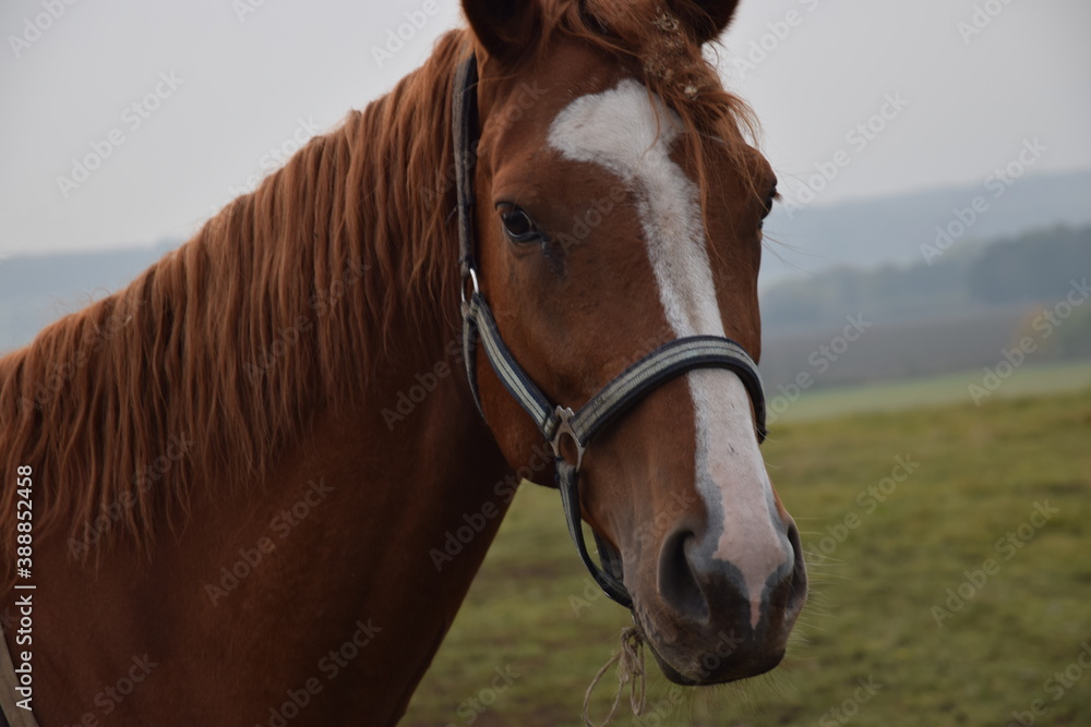 Fototapeta premium portrait of a horse