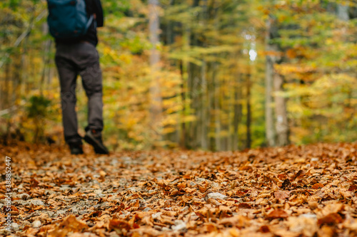 Low rear view of hiker walking in autumn nature. Man exercise hiking outdoors selective focus. Feet Man hiking outdoor with fall forest on background. Lifestyle Travel concept. Fall autumn colors