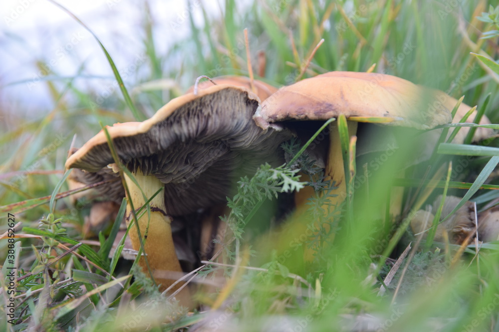 Obraz premium mushrooms in the grass