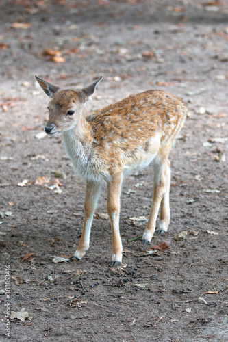Japanese deer or sika (in german Sikahirsch exact Dybowski-Hirsch) Cervus nippon exact Cervus nippon hortulorum