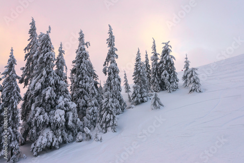 Snow-covered firs on a hillside on a sunset background. © Oleksiy