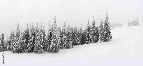 Trees covered with snow on a mountain slope. Panorama from several shots. © Oleksiy