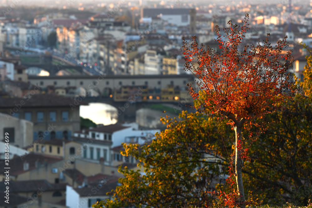 Autumn in Florence. Red leaves on a tree at Piazzale Michelangelo with the famous Ponte Vecchio in the background. Italy