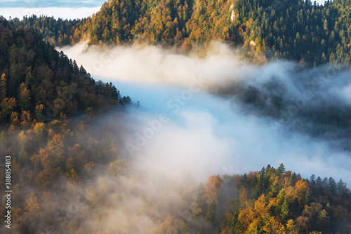 Fog in the mountain forest with yellow and red leaves  top view