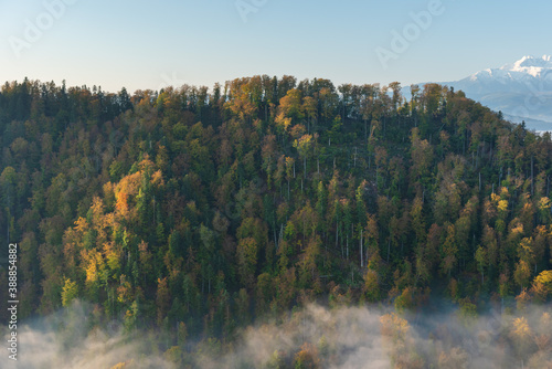 Fog in the mountain forest with yellow and red leaves, top view