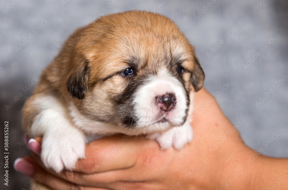 cute puppy sleeping in the arms of welsh corgi breed cute puppy sleeping in the arms of welsh corgi breed