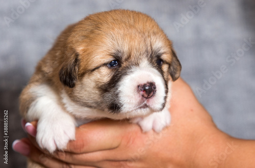 cute puppy sleeping in the arms of welsh corgi breed