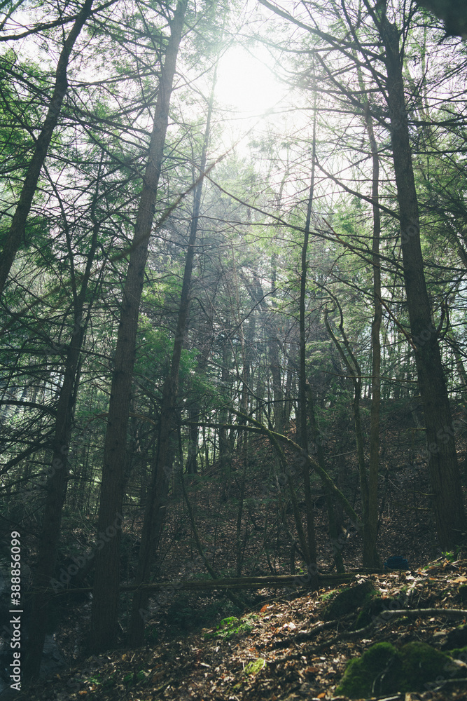 Obraz premium Waterfall