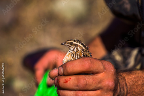 small bird in hunter man