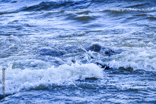 waves run onto the shore and crash against the rocks, creating many splashes and splashes near the shore. river surf in stormy weather near a stone pebble coast with foamy splashing waves.