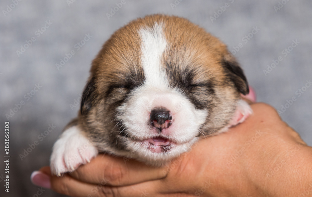 newborn corgi puppy smiling in a dream newborn corgi puppy smiling in a dream