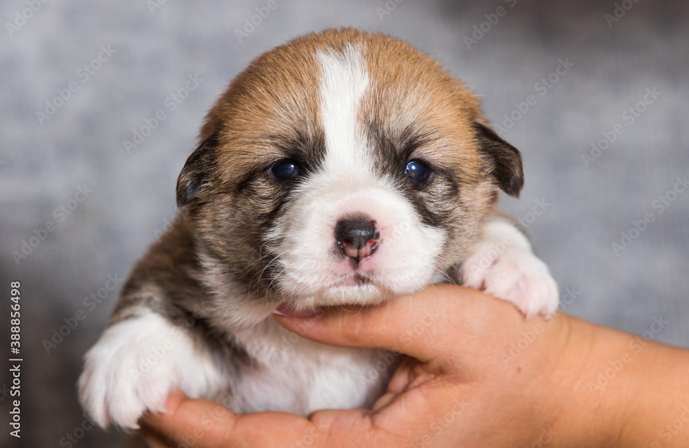 corgi puppy sleeping in arms