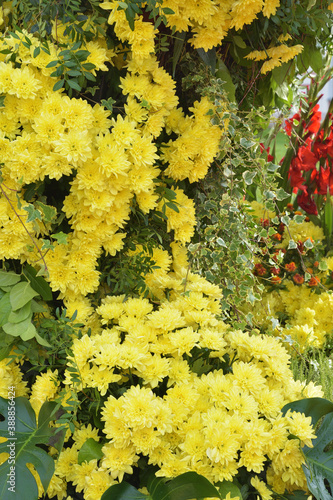 Obraz na płótnie Flower arrangement with chrysanthemums. w salonie