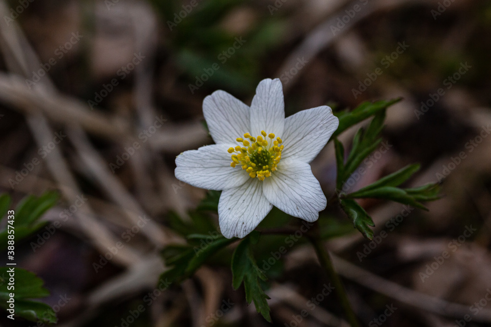 Close up of a wood anemone Close up of a wood anemone