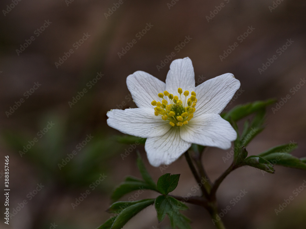 Close up of a wood anemone