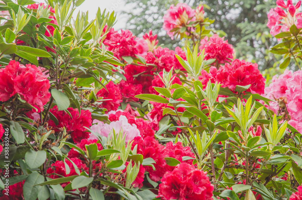 赤いツツジの花