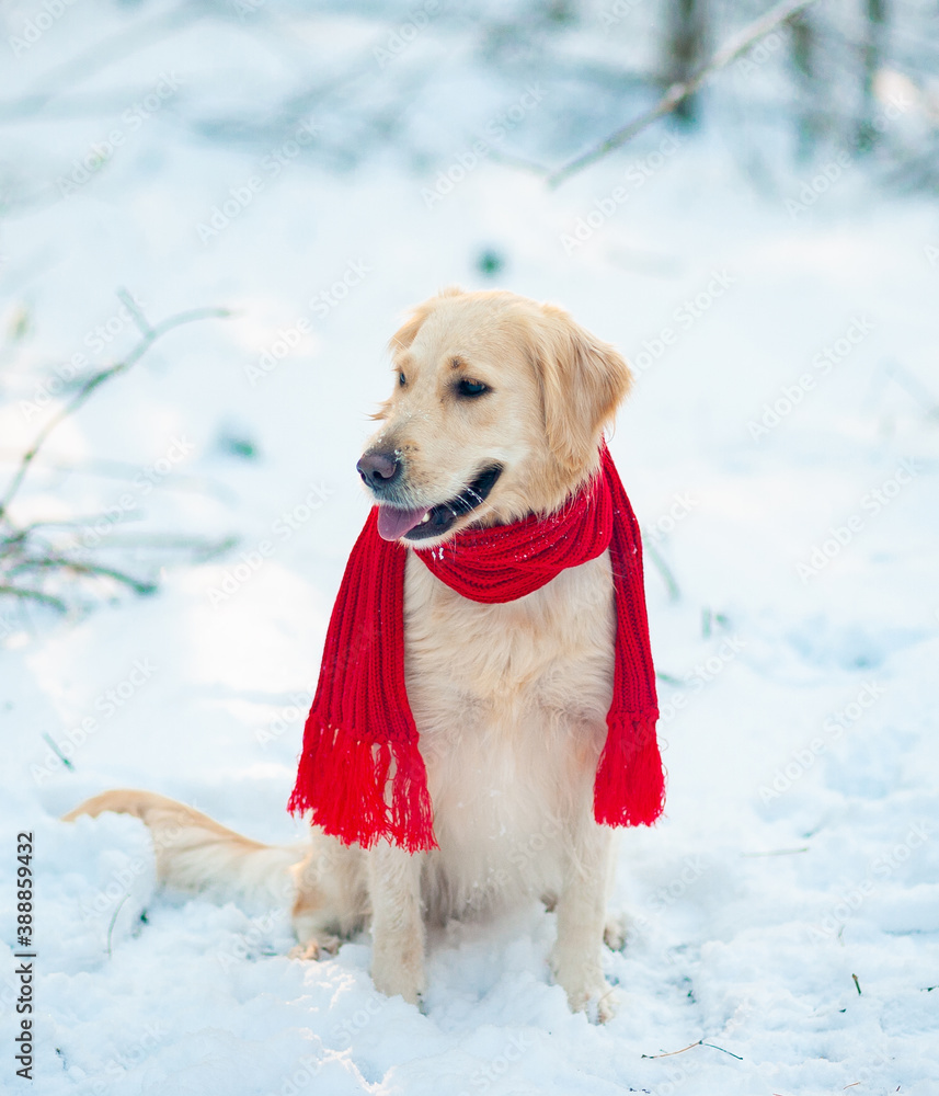 Image of dog white golden retriever in red scarf, outdoors at winter time. Domestic pet in frosty cold weather Image of dog white golden retriever in red scarf, outdoors at winter time. Domestic pet in frosty cold weather