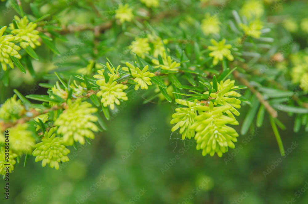 芽生え 芽生え