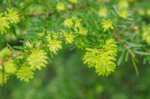 芽生え