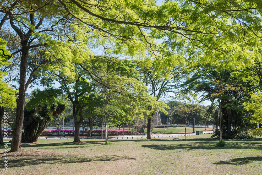 trees in the park