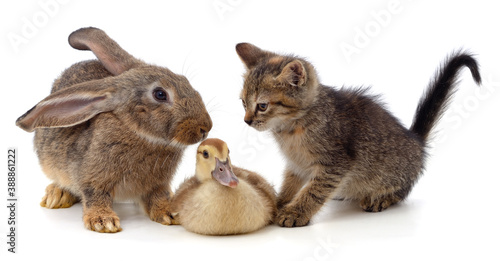 Rabbit with a kitten and a duckling.