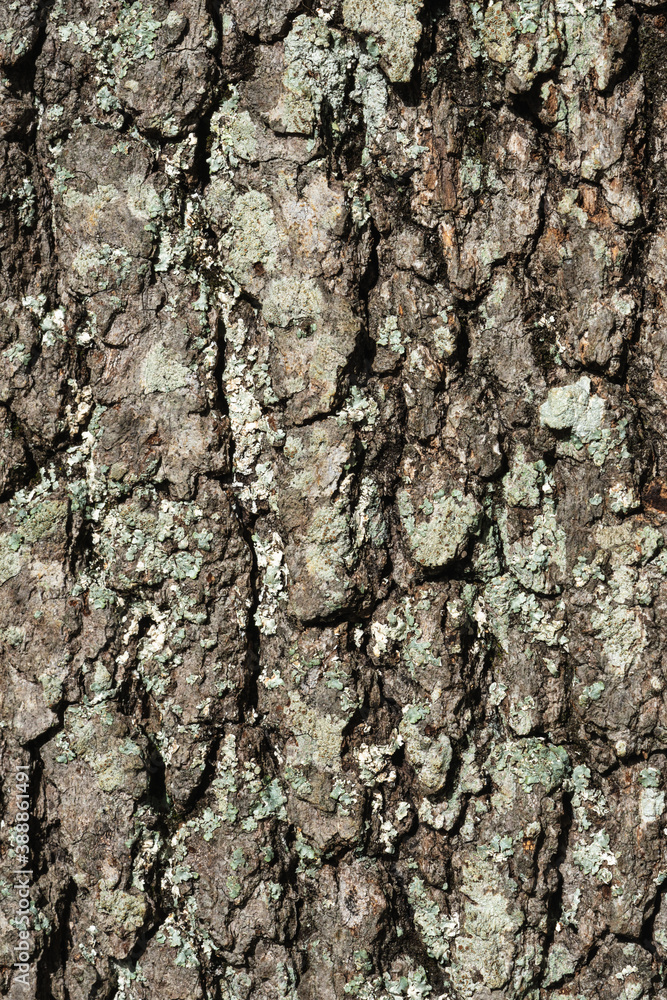 Background of Lichen on tree bark. Lichen is a symbiosis between different organisms - a fungus and an alga or cyanobacterium. Background of Lichen on tree bark. Lichen is a symbiosis between different organisms - a fungus and an alga or cyanobacterium.