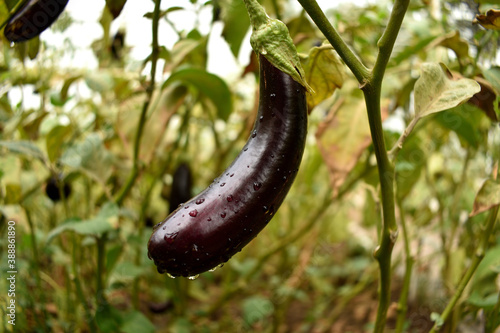 in the branch of eggplant, organic agricultural products, healthy nutrition, organic farming 