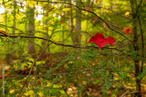 Fall Leaf