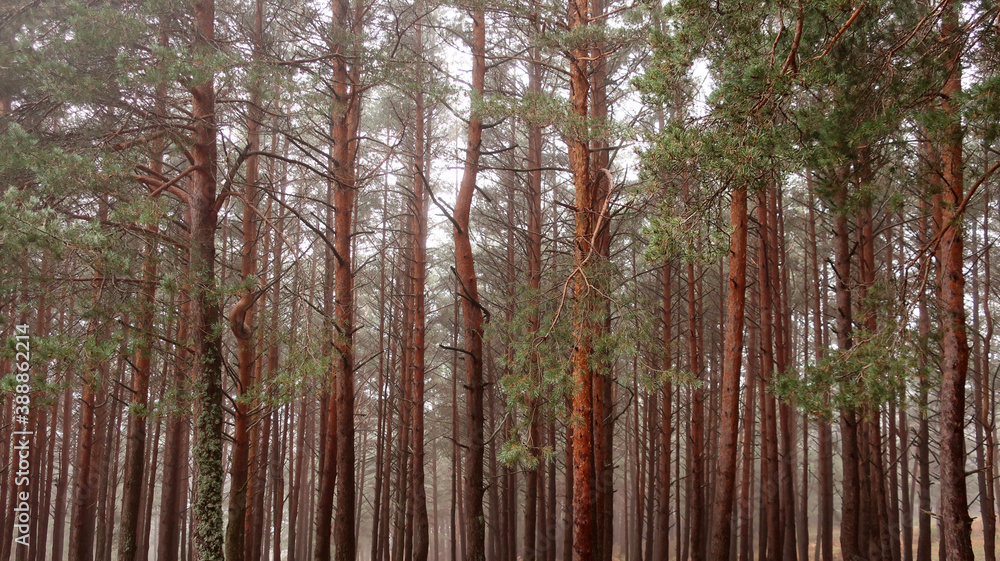 Fototapeta premium Pinar