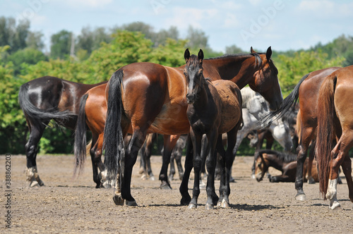 A herd of Trotter mares and foals in a paddock on a sunny day