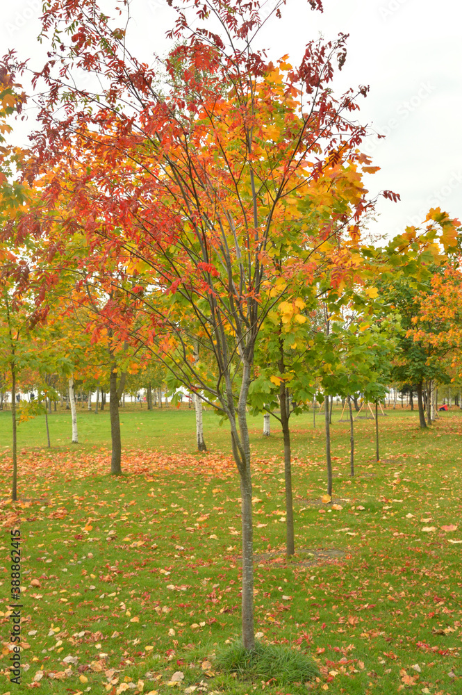 Fototapeta premium Yellow maple trees at cloud autumn day.