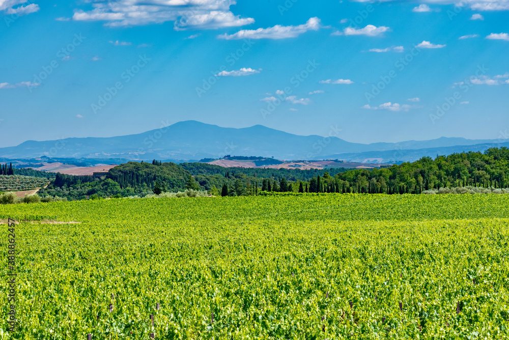 vineyards of felsina winery of chianti