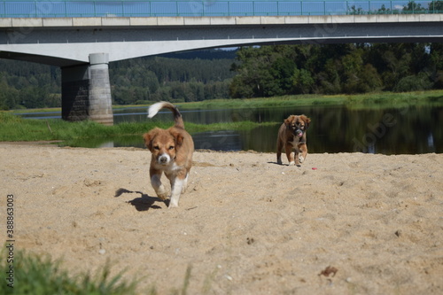 dog puppies