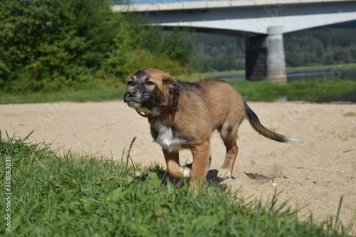 puppy