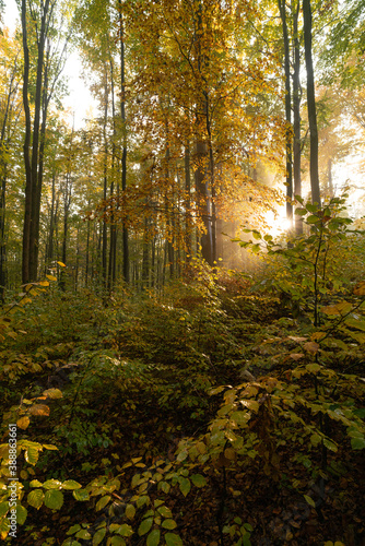 autumn forest in the morning © Timefocus Films