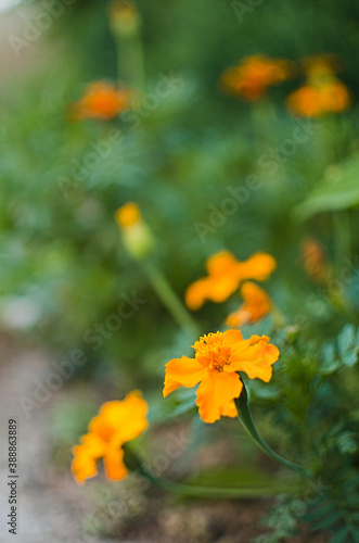 Beautiful marigolds bloom outdoors