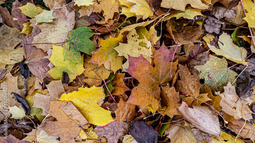 Photo of fallen autumn yellow leaves close-up. Background, texture for design. Autumn background. Photo of fallen autumn yellow leaves close-up. Background, texture for design. Autumn background.