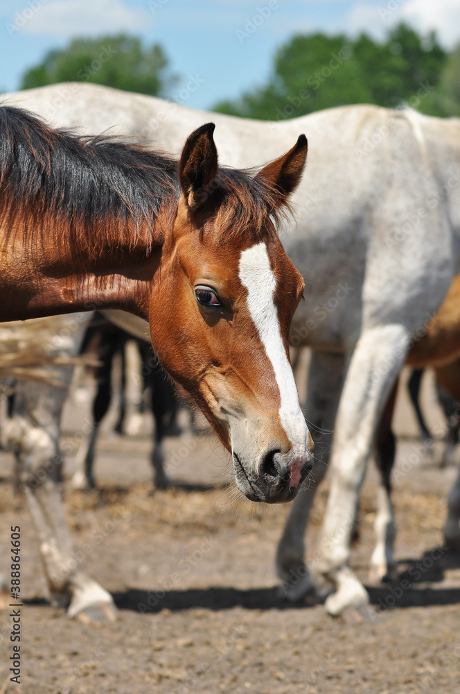 Portrait of a bay foal in a herd on a sunny day