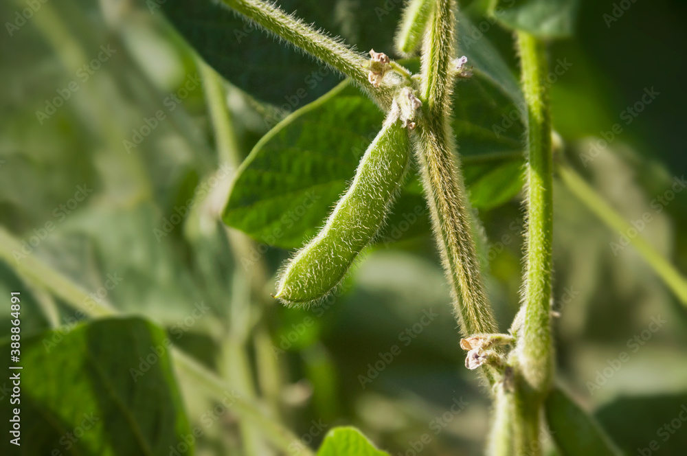 Soybean pods on young soybean plants grow in agricultural land. The stem of a soybean plant stretches towards the sun in the field. Selective focus.