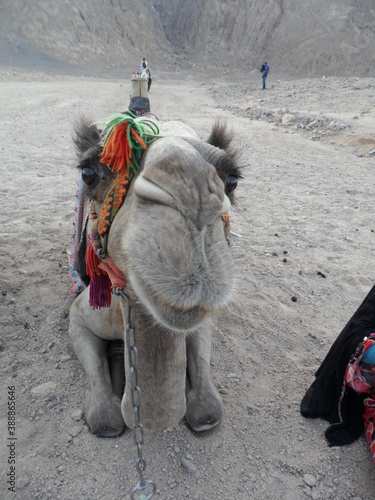 The desert landscape around the historic site of Hatshepsuts Temple in Luxor, Egypt photo