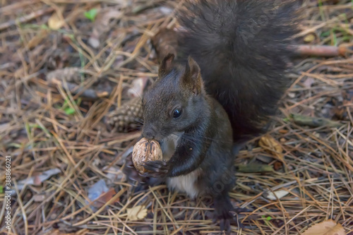 A squirrel sits in a Park and eating a walnut © Gergana