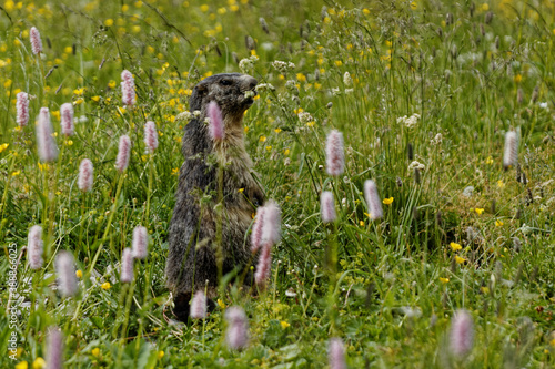 Alpine marmot animal in natural site at blooming flower meadow. France, Europe.