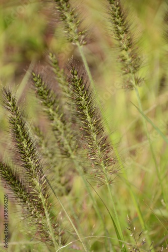 Chinese fountain grass / Poaceae perennial grass