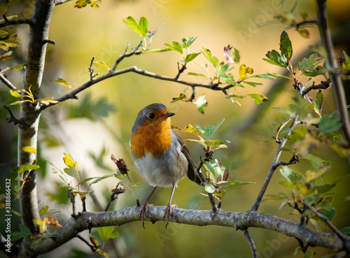 Los petirrojos son los pequeños pájaros mas desconfiados y simpáticos de la naturaleza © FlavioDaSilva