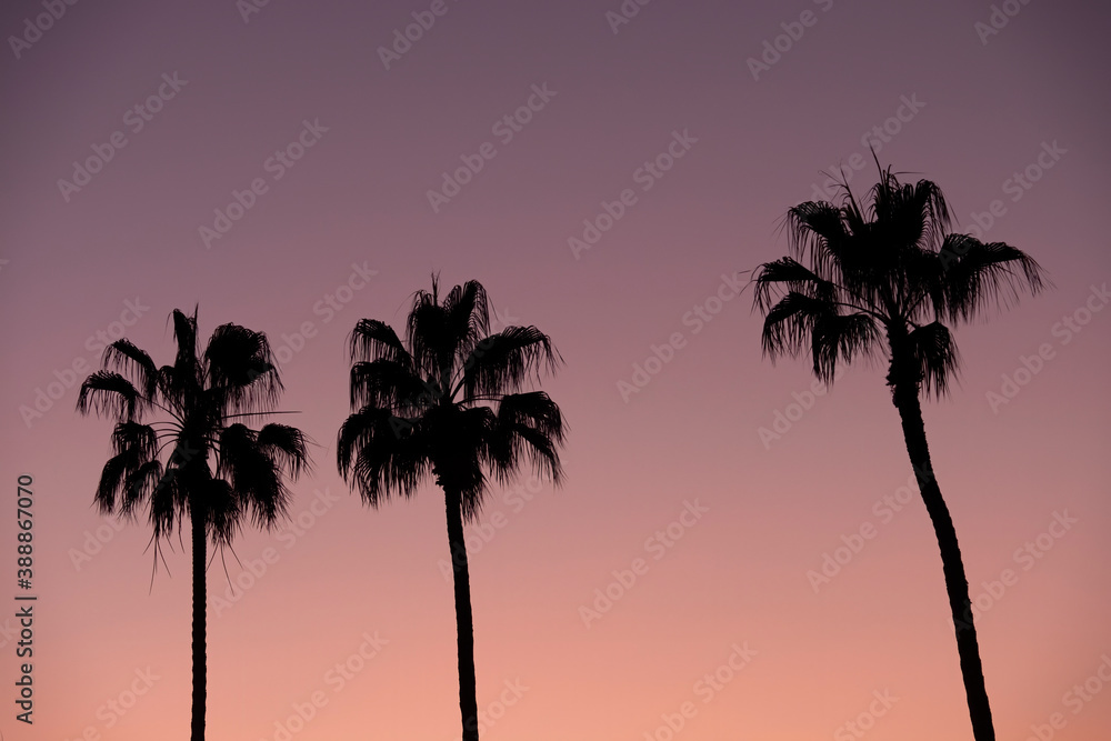 Silhouette Of Palm Trees In Front Of Purple Sunset