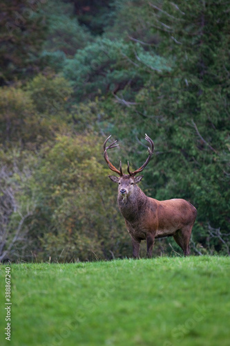 Red Deer stag, Kerry, Ireland