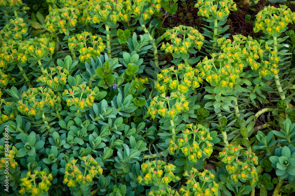 Beautiful green plant. Green leaves close-up top view. Beautiful green plant. Green leaves close-up top view.