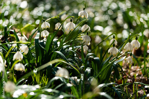 snowdrops in the forest
