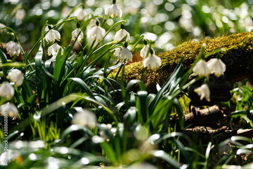 snowdrops in the forest
